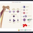 조혈모세포이식에서 단일 염기 다형성 마커 유전자 검사 [차세대염기서열분석법] 이미지