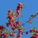 아카시아 이미지