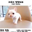 야옹아멍멍해봐고창 - 고창군 고인돌대로 1993 | 야옹아멍멍해봐고창