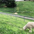 칠곡양떼목장 이미지