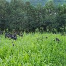 천관농장 이미지