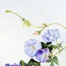 꽃그림 보타니컬 색연필화 이미지