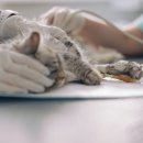 삼송동물병원 이미지