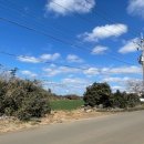 신도리-6 이미지