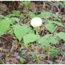 내린천 주말농장 이미지