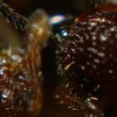 왔다 개미 이미지