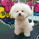 도그핏애견샵 이미지