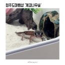 수곡초등학교 | 청주파충류샵 게코나무숲 크레스티드게코 입양후기