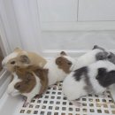 특별한동물가게 평택점 이미지