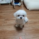 왕초켄넬 | 코코 키우게 된 썰(feat. 분리불안 극복기)