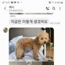 댕댕이 이쁘개 이미지