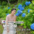 유정가든 | 부산 수국 명소 유정 1995 기장 본점 지금이 개화 절정