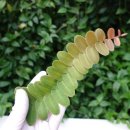 덩쿨 | 직접구매후 사용해본 “마르크그라비아 신테니시” 후기-테라리움 덩쿨식물