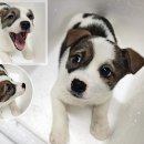 뽀시래기 이미지