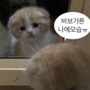 [위시 리스트]타낫 | 킨더살몬 | 프리베일 | 얼바닉30 | 포니테일 | 샵엠 | 포에토 :)