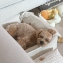멍글멍글 강아지유치원 네이버블로그