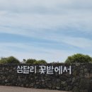 삼달리-5 | [제주도] 제주 서귀포 성산 가볼만한곳 수목원 '삼달리 꽃밭에서' 솔직후기