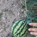 도일농장 이미지