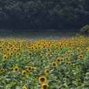 바실라 이미지