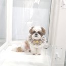 원 반려동물 미용실 이미지