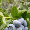 두메농장 이미지