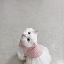 고방동물병원 이미지