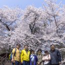 제140차 (2024.04.07)현충원 벚꽃길 걷기 이미지