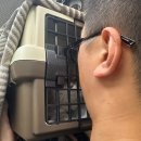 맥섬석라파건강센타 | 봉담 2지구/24시 봉담동물의료센터/고양이 건강검진 내돈내산/고양이 쥐며느리발톱 치료 후기/라파동물병원