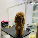 펫밀리샵 이미지