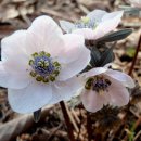 야생초농원 이미지