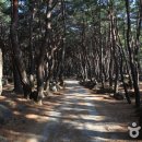 팔공산왕건길 6코스 이미지