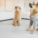 금배네 민박 이미지