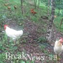 새벽-숲 이미지