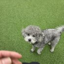 아우어독 | 살구의 유치원 이야기🐶 (수원 애견유치원 아우어독)