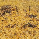 은행정농장 이미지