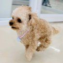 도그베이 미사점 이미지