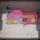 돌돌이네 이미지