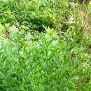 산골물소리 이미지