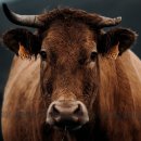 소격리농장 | 송아지를 낙태하는 암소, 그냥 두면 안 됩니다 ?– 유산 원인과 막는 방법 전부 알려드립니다!