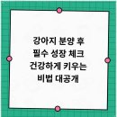 멍샵 강아지분양 인천본점 이미지