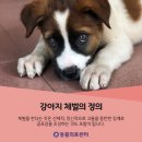 올바른 반려견 보호자 교육 이미지