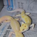 게코홀릭