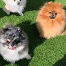 양산독케어2 이미지