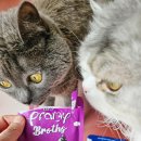 마야동물병원 | 고양이 습식사료 기호성 좋은 프라미 드링크 간식 치킨 참치 후기