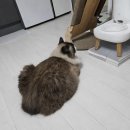 고양이는외계인 | 고 고양이 사료 오리 급여 후기 소분 대용량 건사료 소분방법 준비물