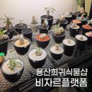 비자르플랫폼 | 용산 삼각지역 희귀식물샵 아프리카식물 전문 비자르플랫폼 방문후기