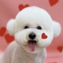 하이몽 애견미용실 이미지