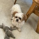 경기도 수원시 권선구 권선로766번길 7-4 (권선동) | [수원시청역 블루리본 카페] 인생 디저트 맛집 ‘오젬므’ 내돈내산 후기