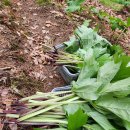 청정농장 이미지