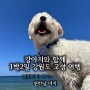 양구군청 공감카페 | 강원도 고성 애견동반 여행 1박2일 코스 추천 숙소 맛집 카페 반비치 6월 후기 스노쿨링
